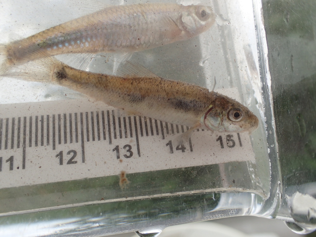 Suckers - Good catfish bait Best catfish bait - Suckers