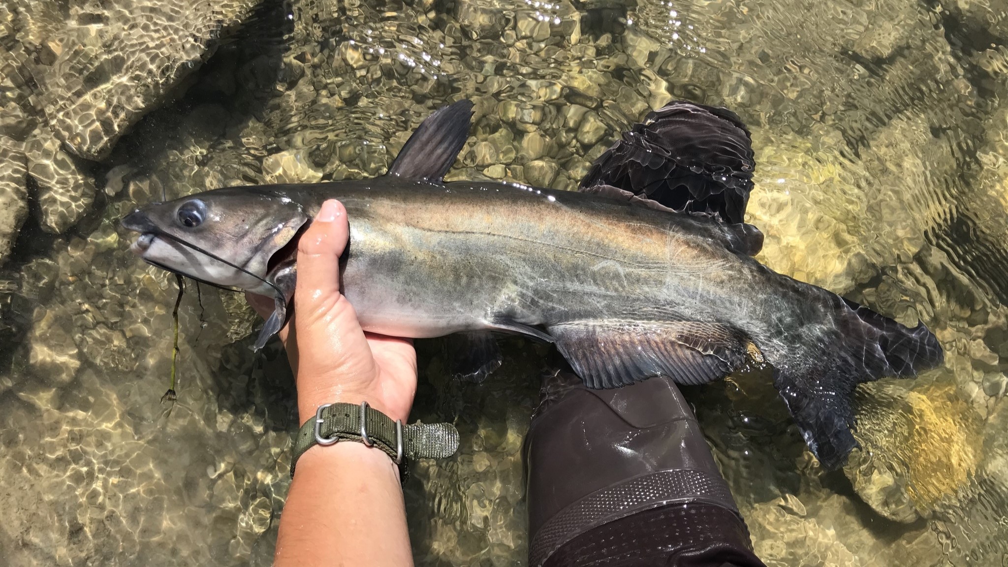 The Best Bait for Catfish Fishing: Comprehensive Guide