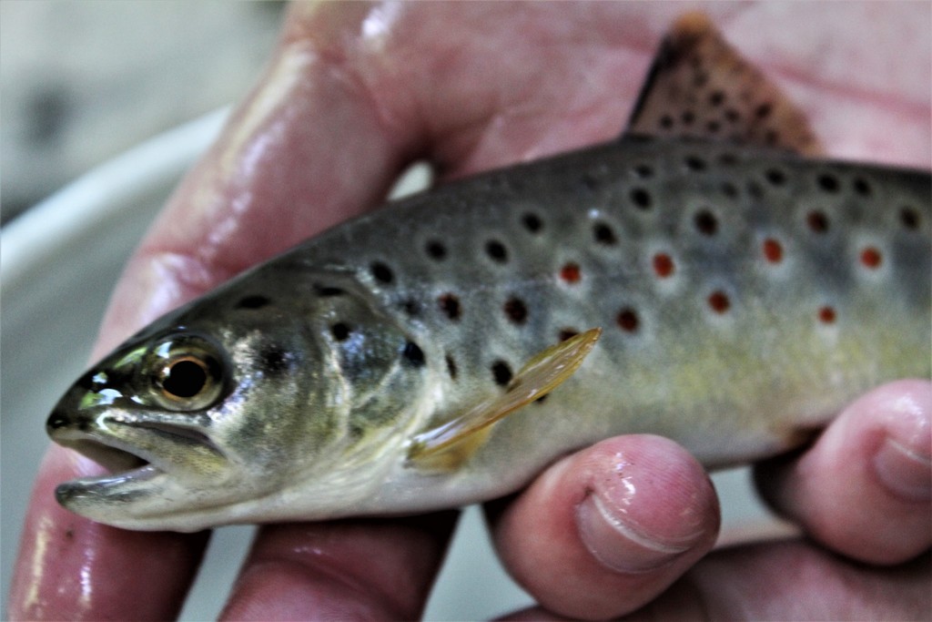 Trout in hand Good bait for trout