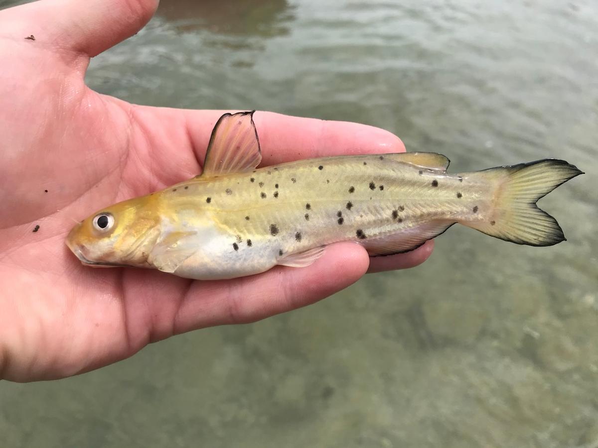 Channel Catfish fish