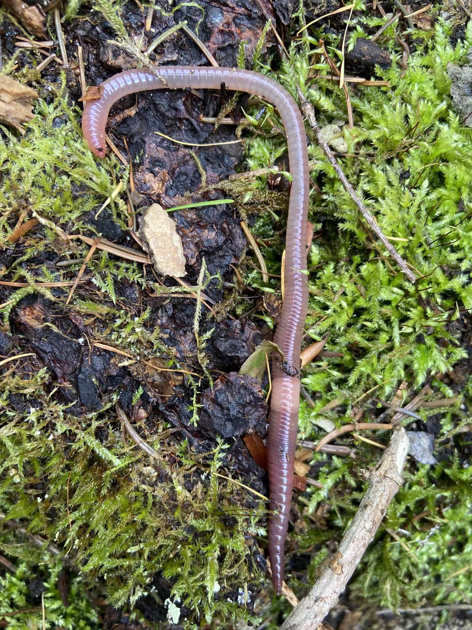 Trout bait - Earthworms Earthworms - best bait for trout