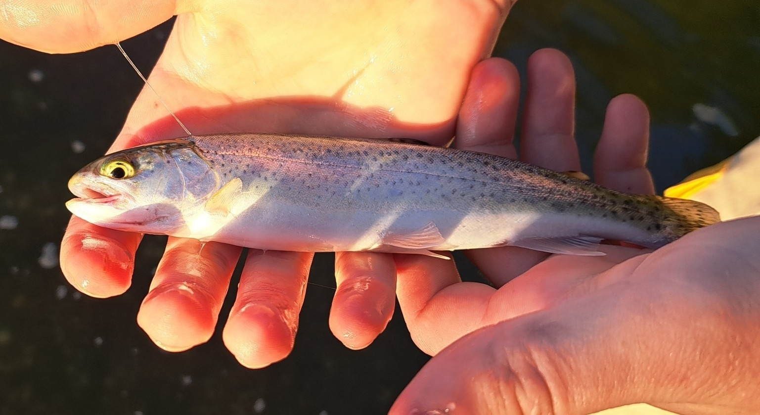 How to fish rainbow trout