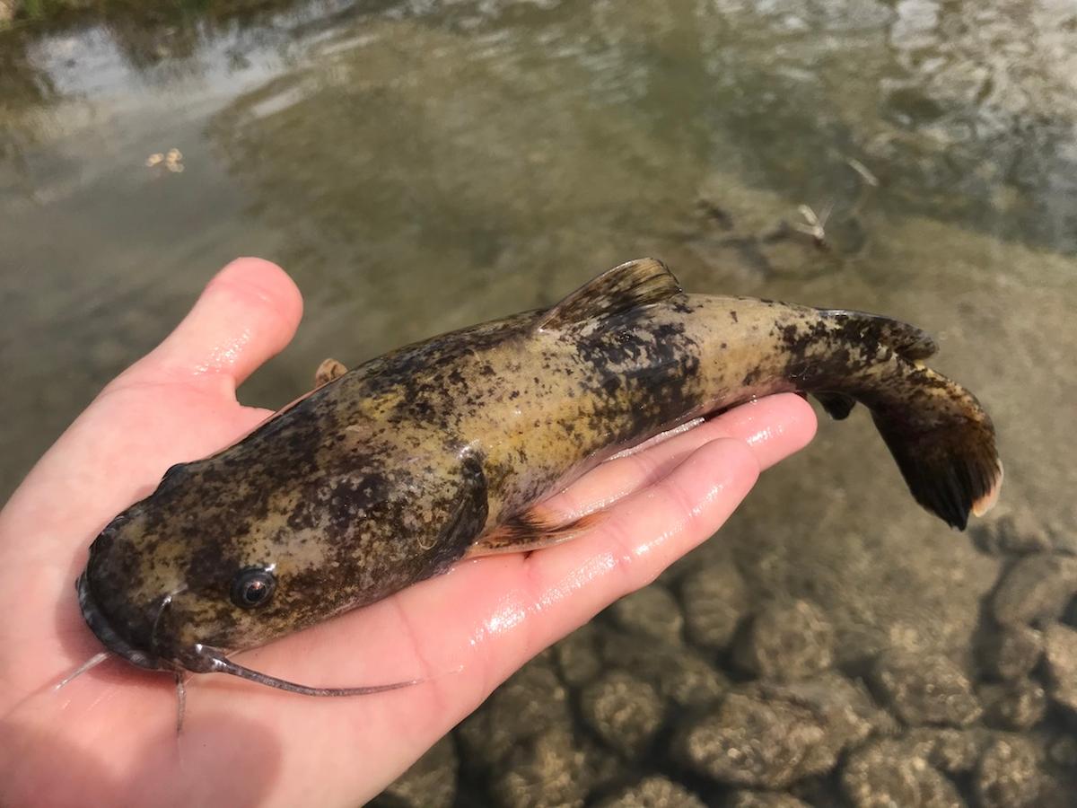 Flathead Catfish image