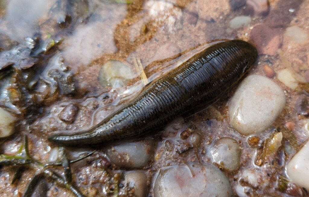 How to catch northern pike