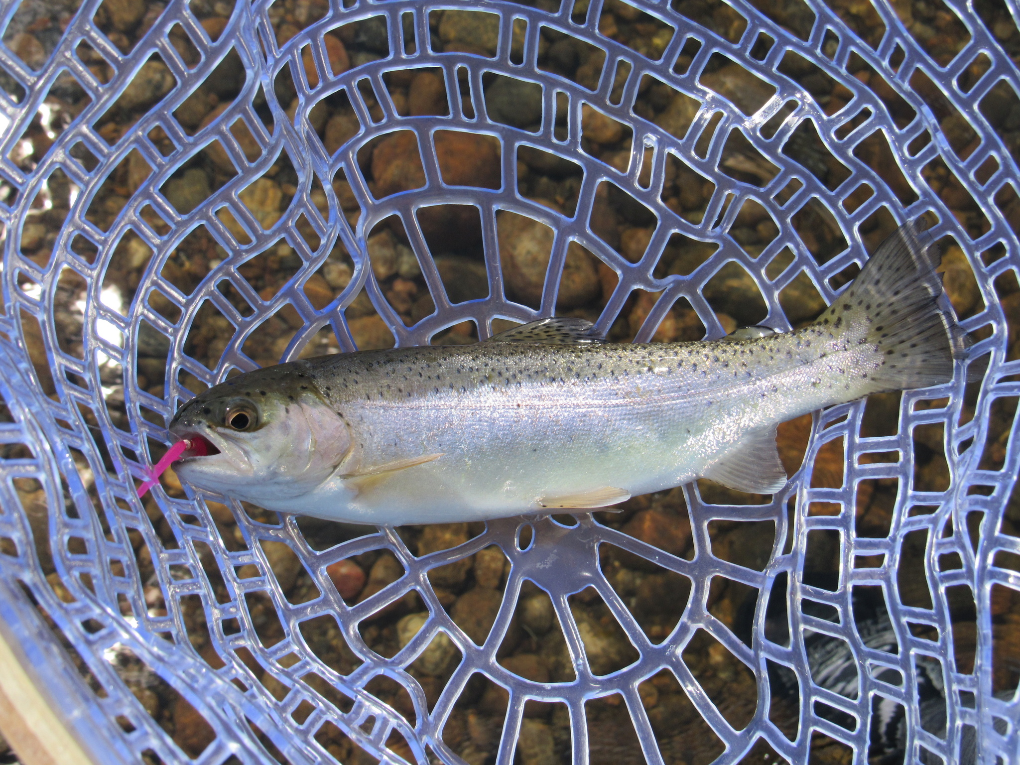 How to fish for rainbow trout