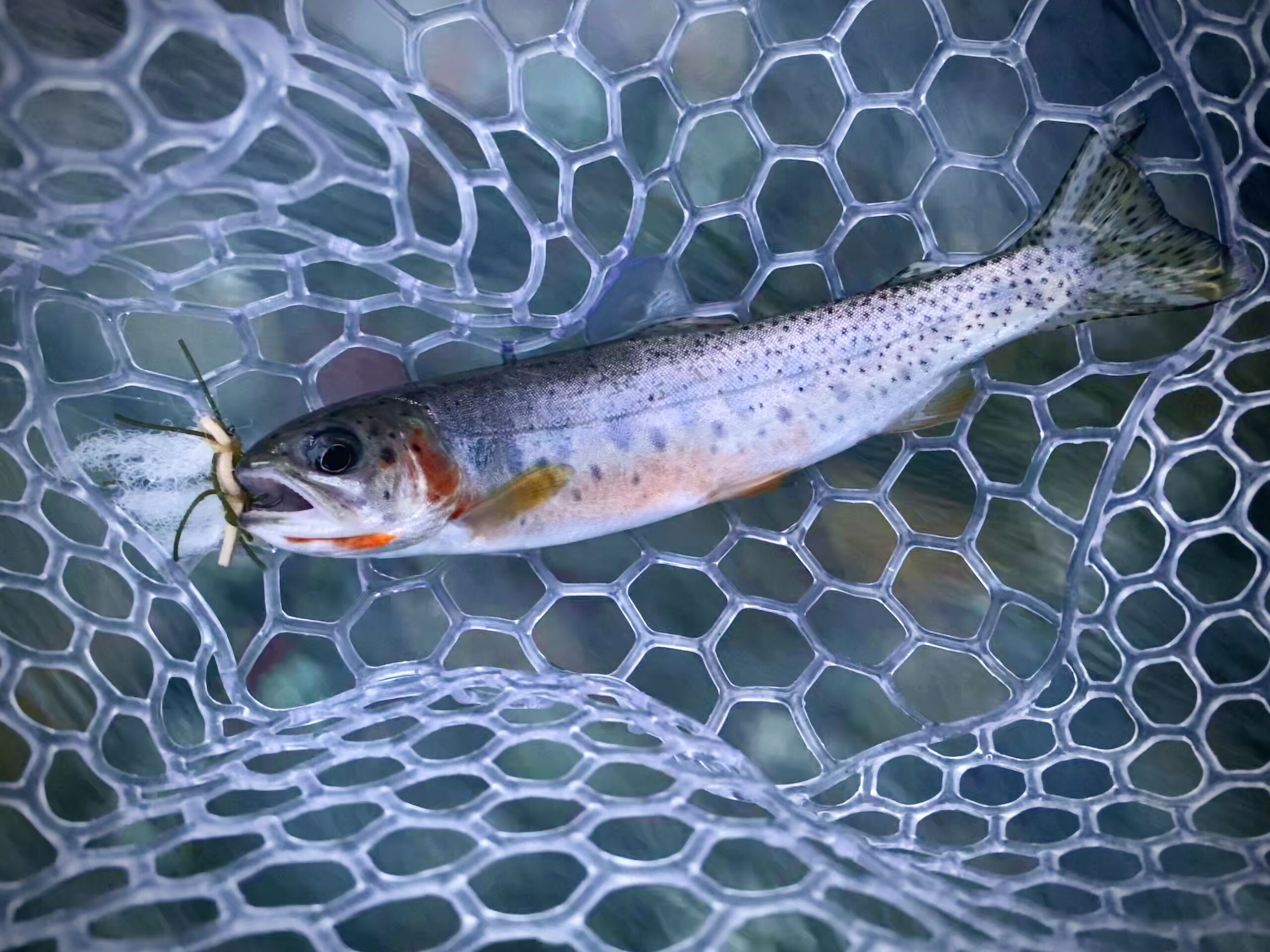 Trout fishing set up Trout bait setup