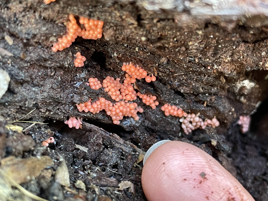 Best bait to catch trout - Salmon eggs Salmon eggs - best bait for trout fishing