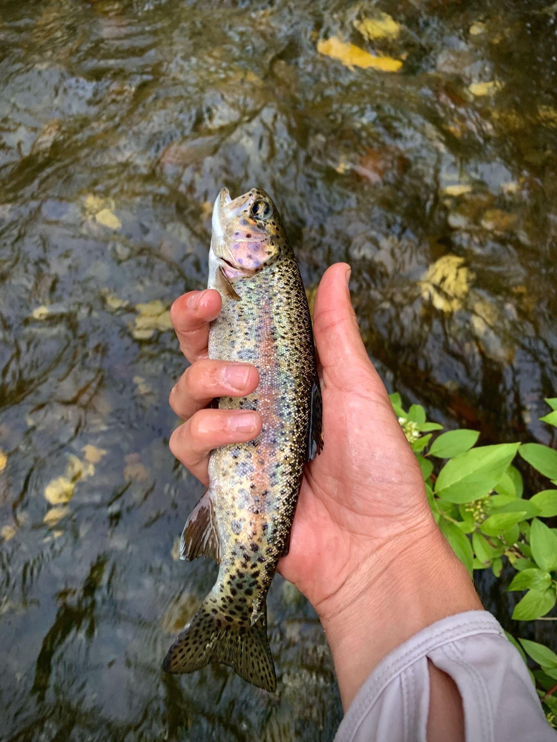 Trout fishing