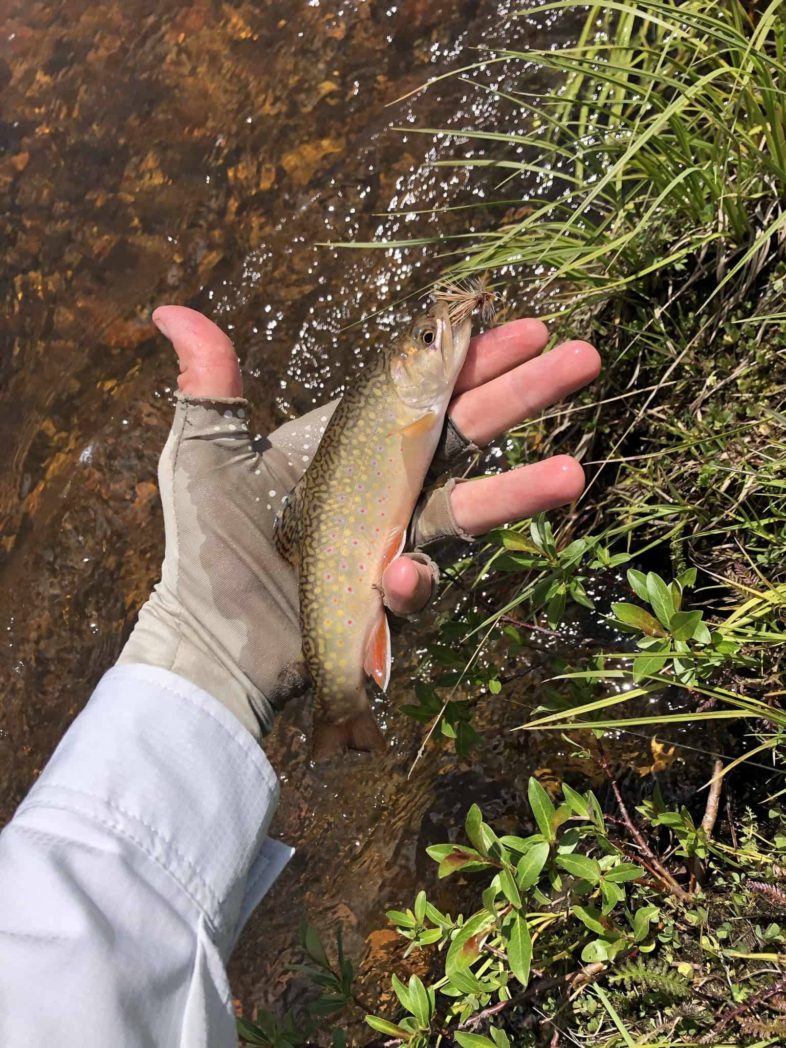 Trout fishing rigs setup