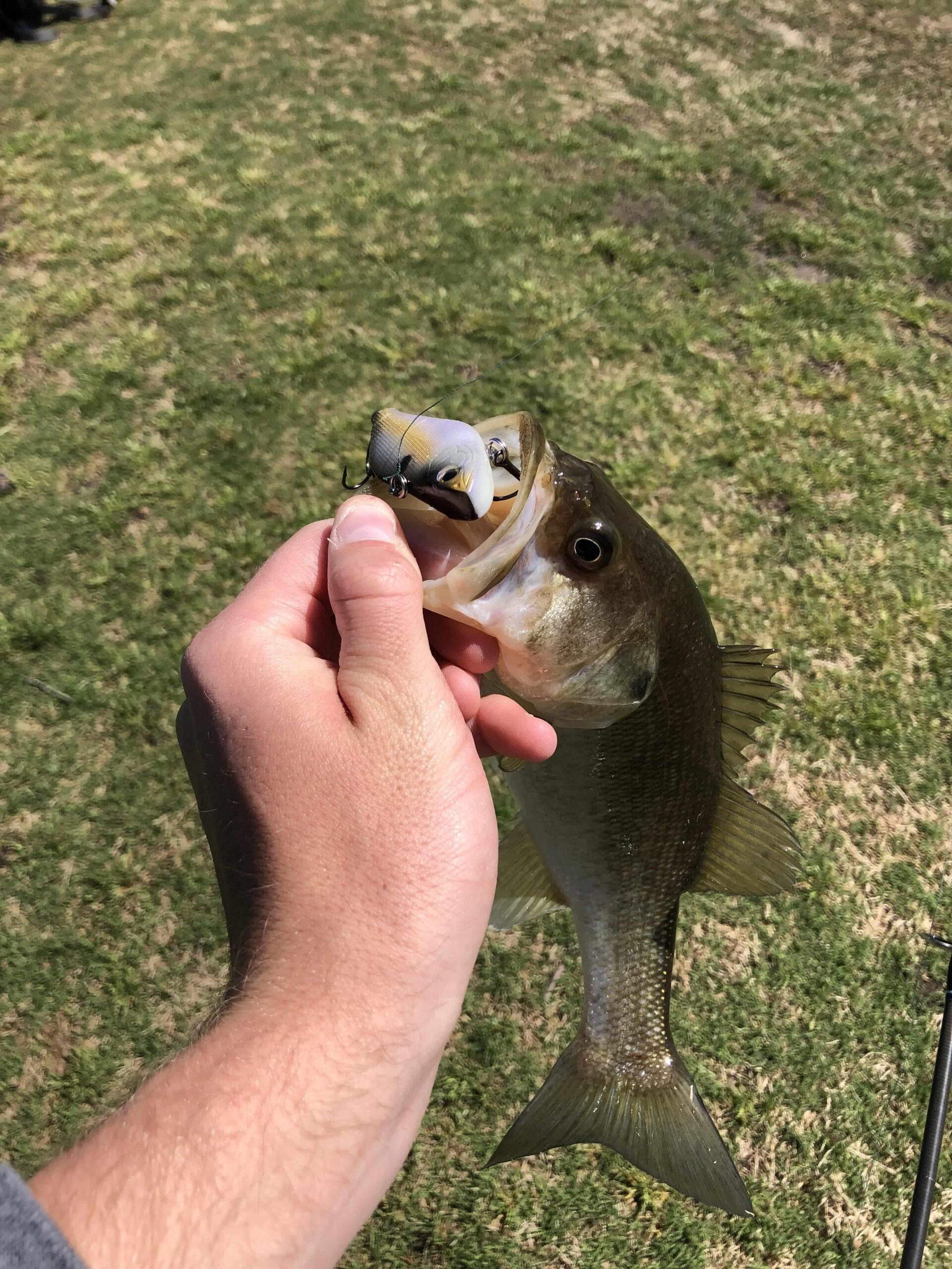 crankbait