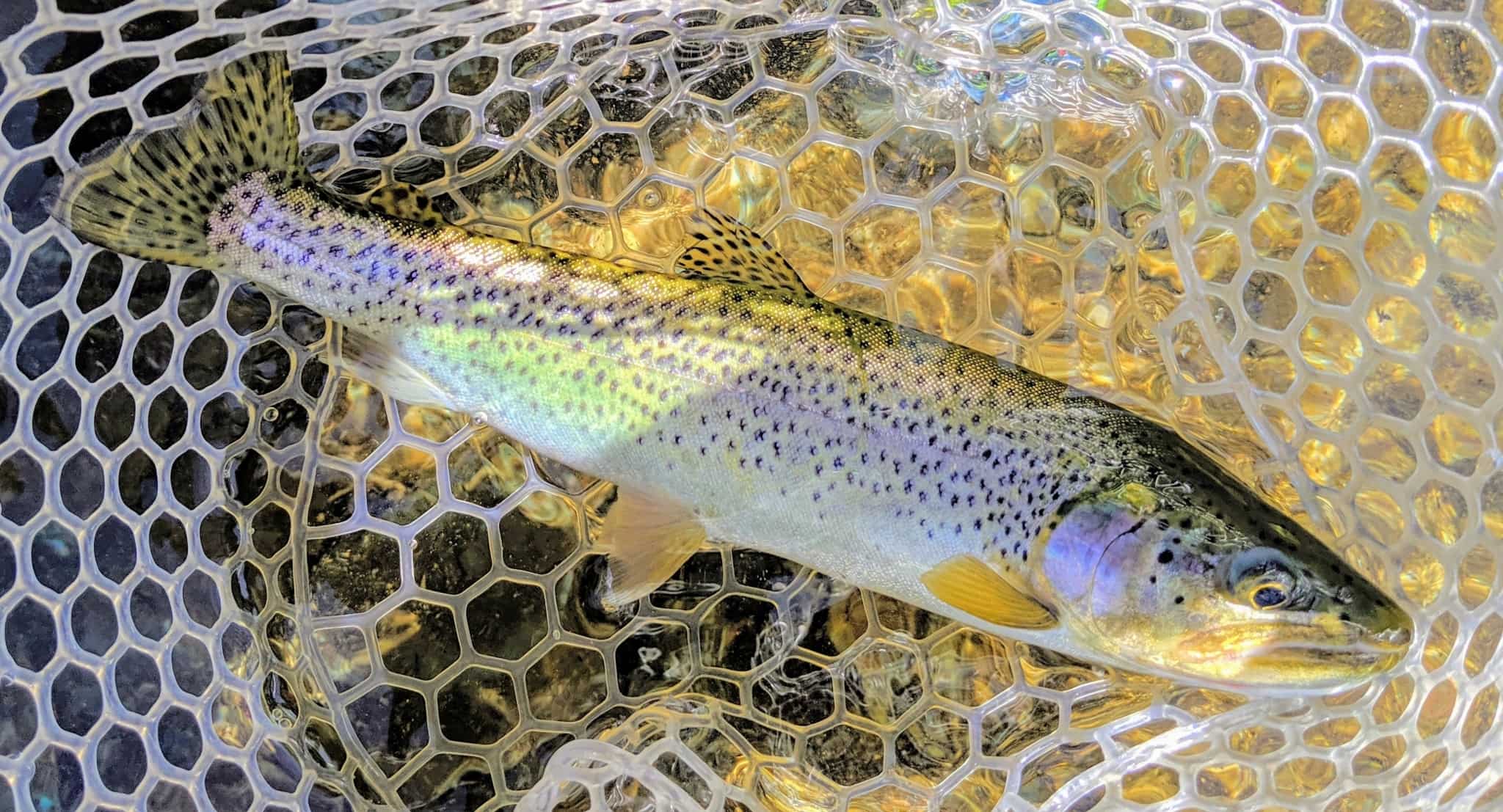 Good lures for trout