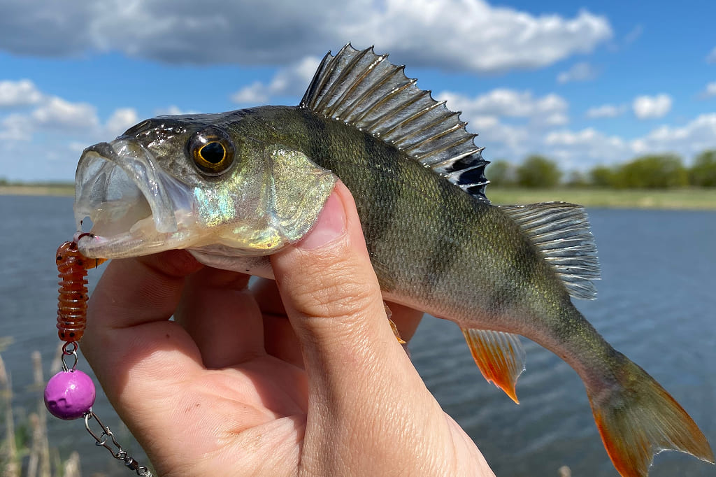 Types of fishing lures - Jig head Jig head - different fishing lures