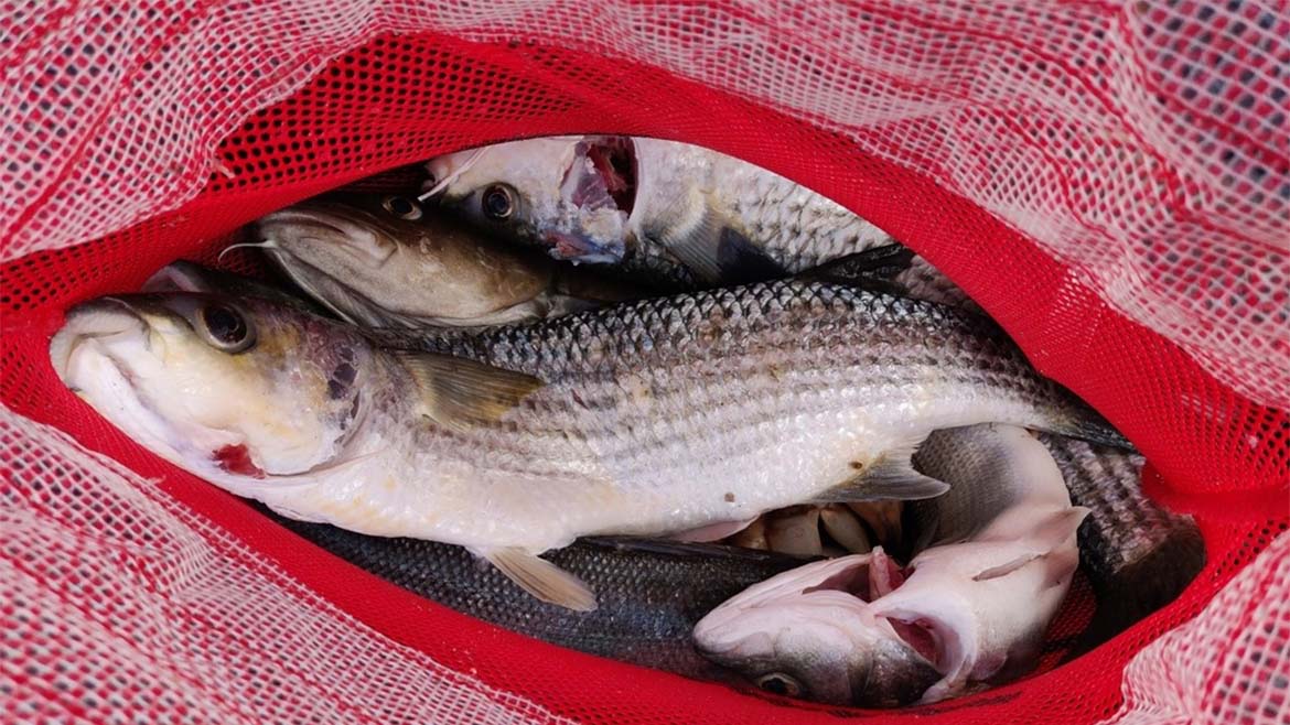 Lake Fishing: Essential Guide for Catching Fish in Lakes