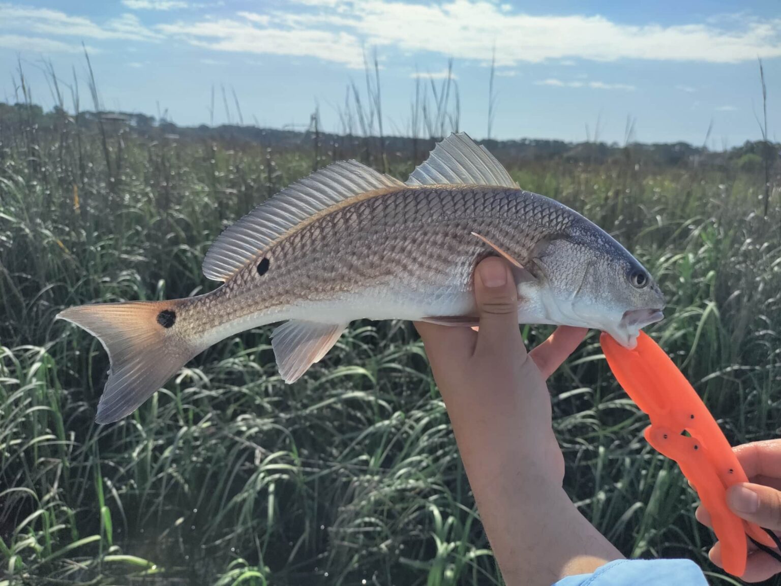 Redfish Season In Florida: A Complete Guide