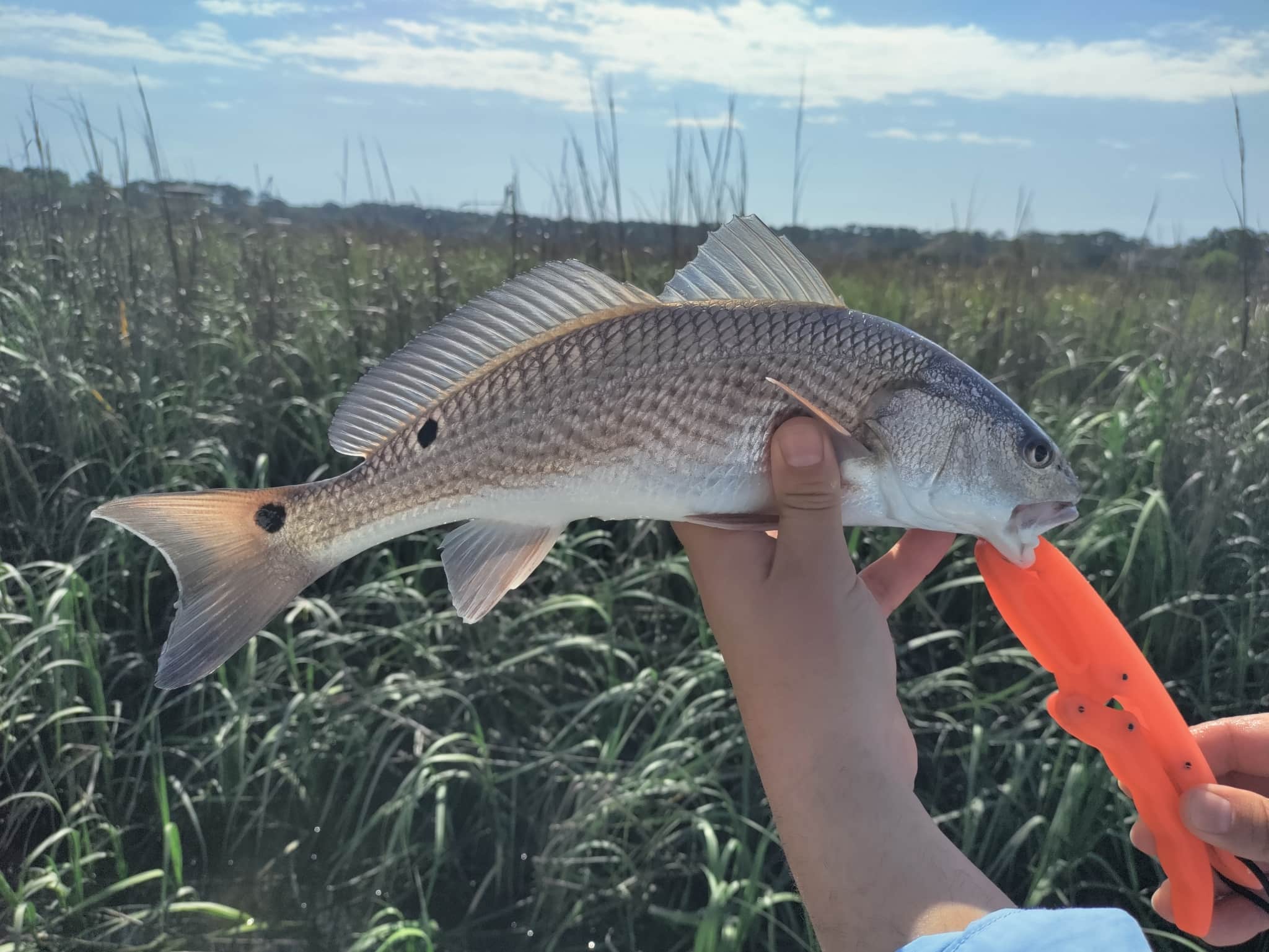 Red drum season Florida Redfish season Florida