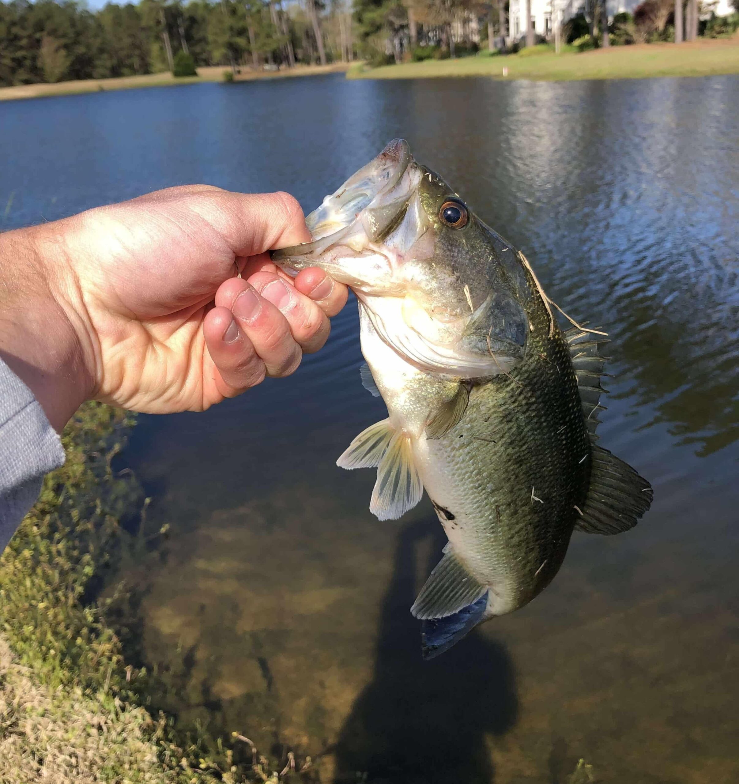 Largemouth bass