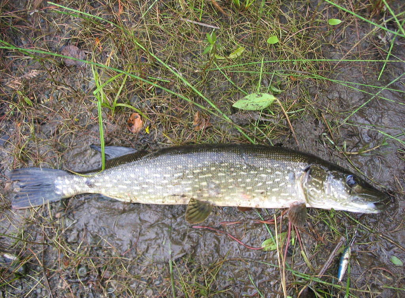 Spinnerbait - Types of lures Spinnerbait - types of fishing lures