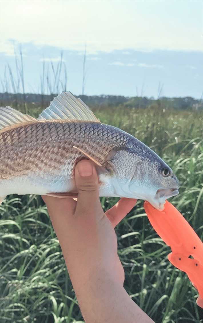 Redfish (Puppy drum) season Florida Redfish size limit Florida