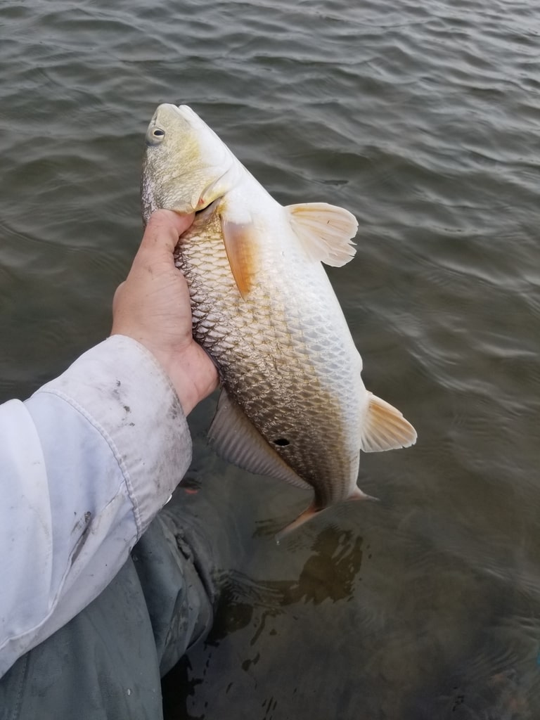 Redfish seasons Florida Red drum seasons Florida