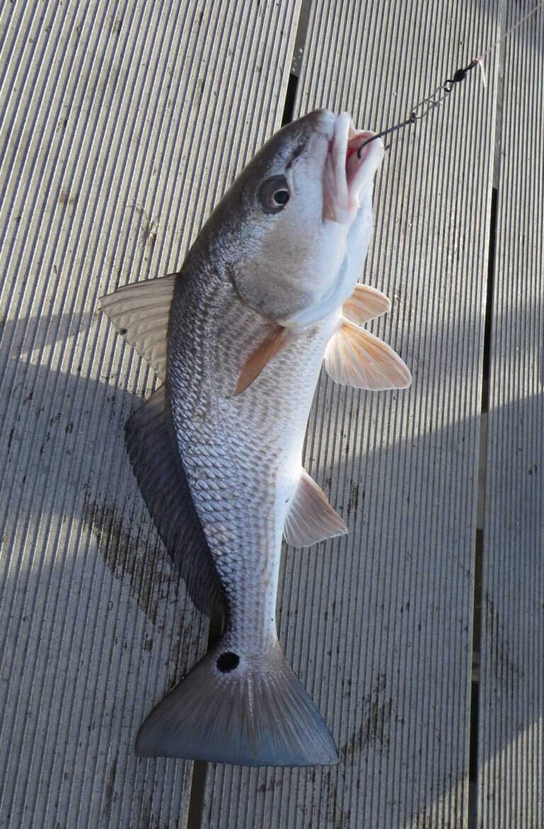Redfish Season In Florida: A Complete Guide