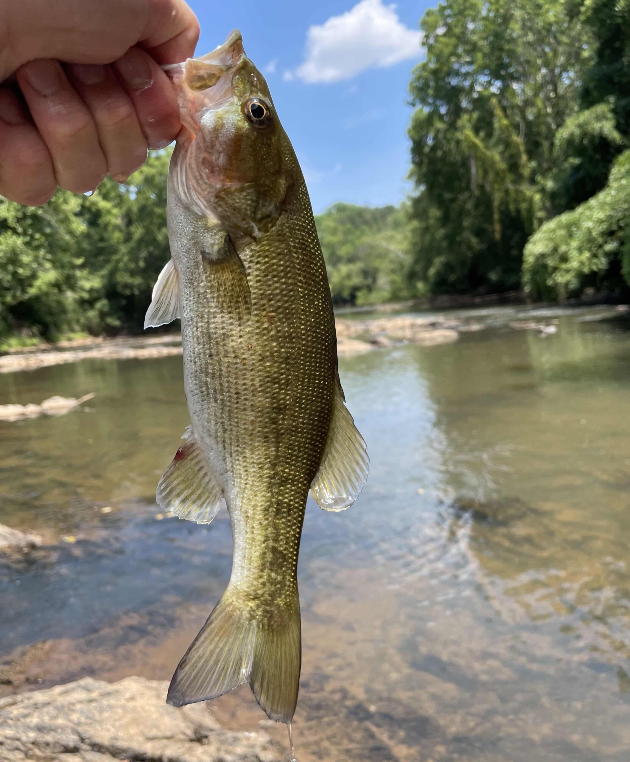 Smallmouth bass