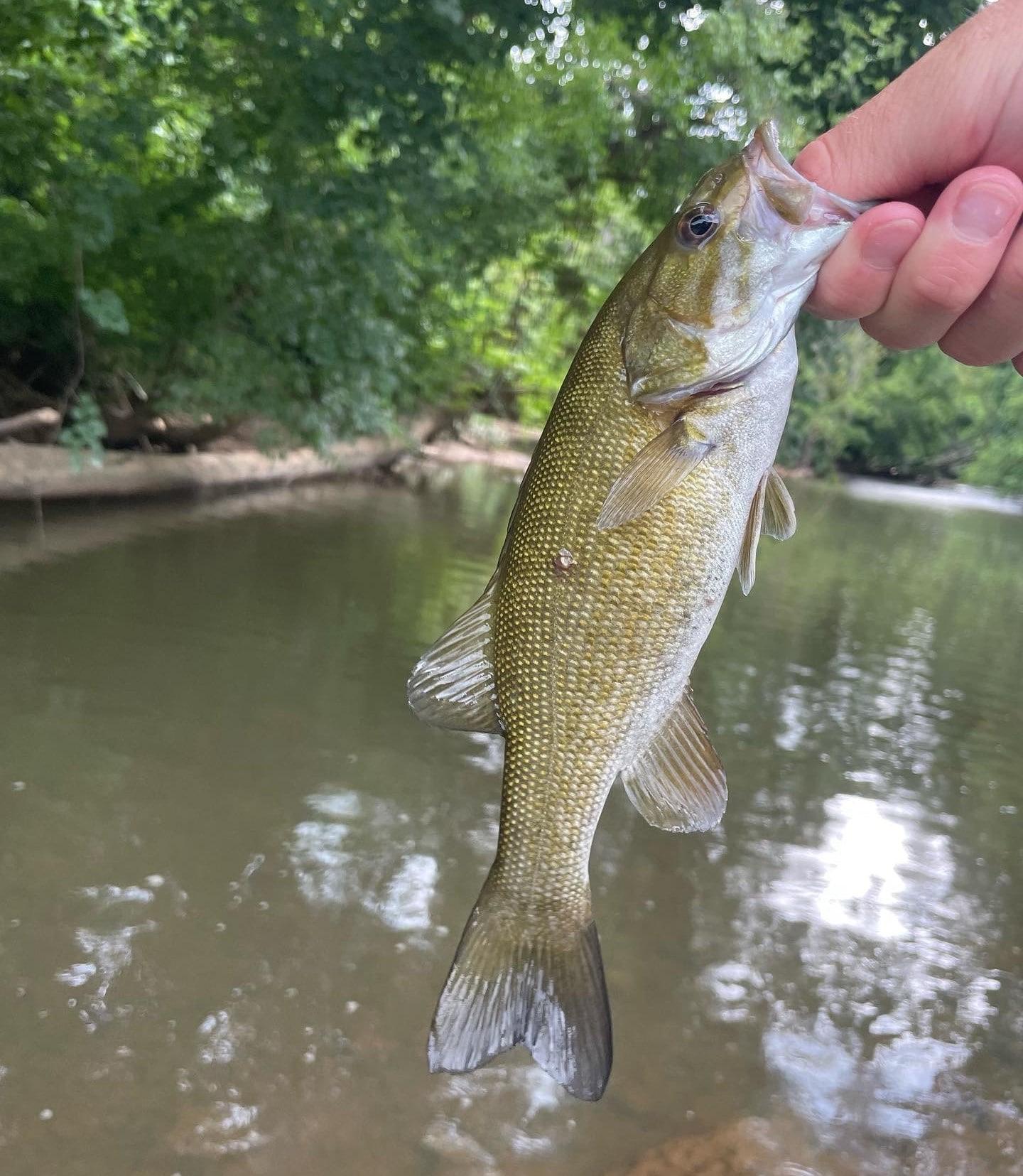 Smallmouth vs Largemouth Bass