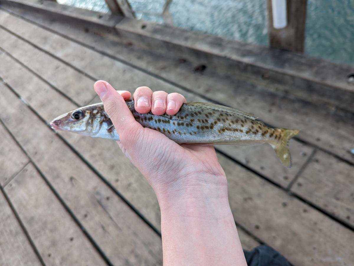 King George Whiting fish