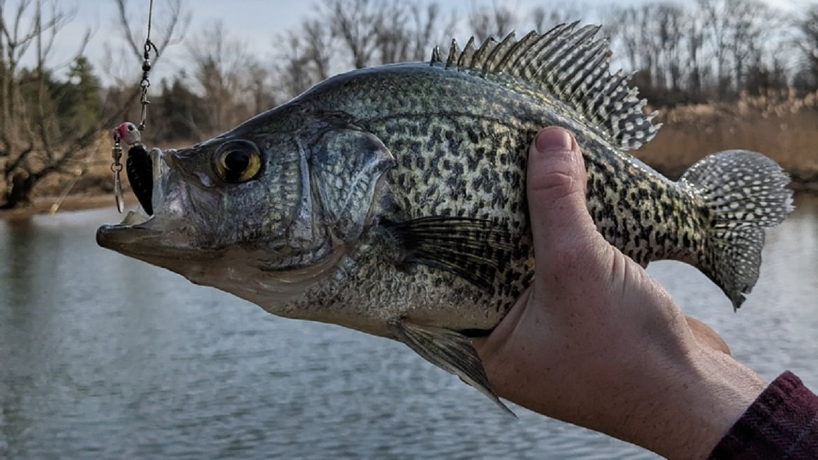 Mississippi River Fishing: Map, Species, and Top Spots