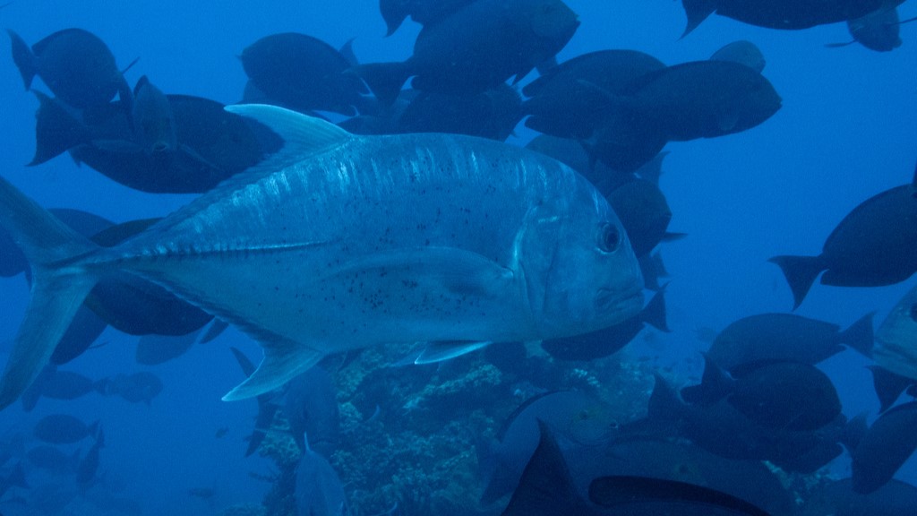 Fishing in Australia: A Comprehensive Guide, Tips, Tricks and Lifehacks