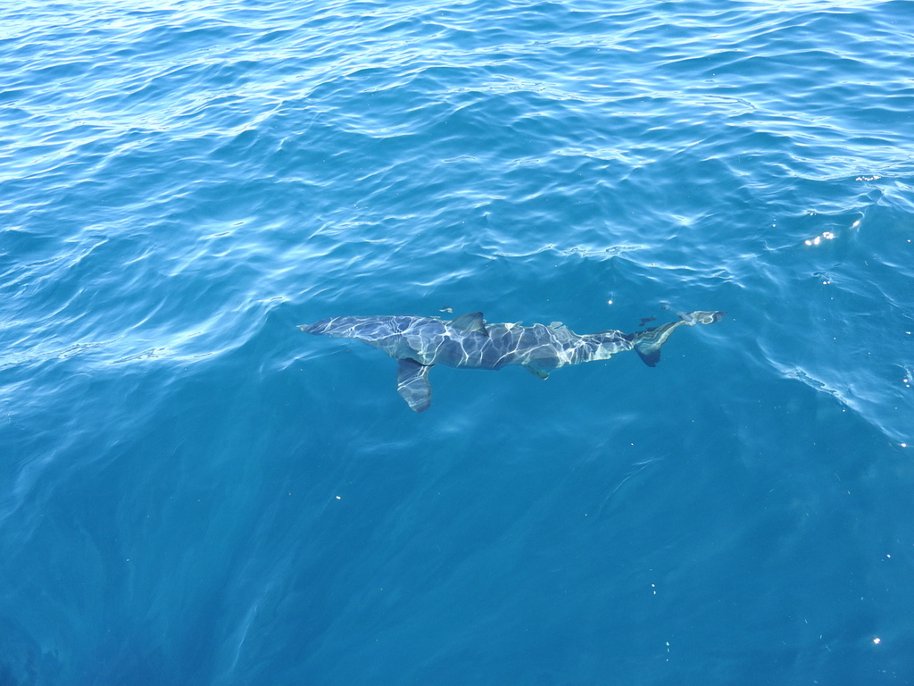 Floating Mako Shark Mako Shark in the water
