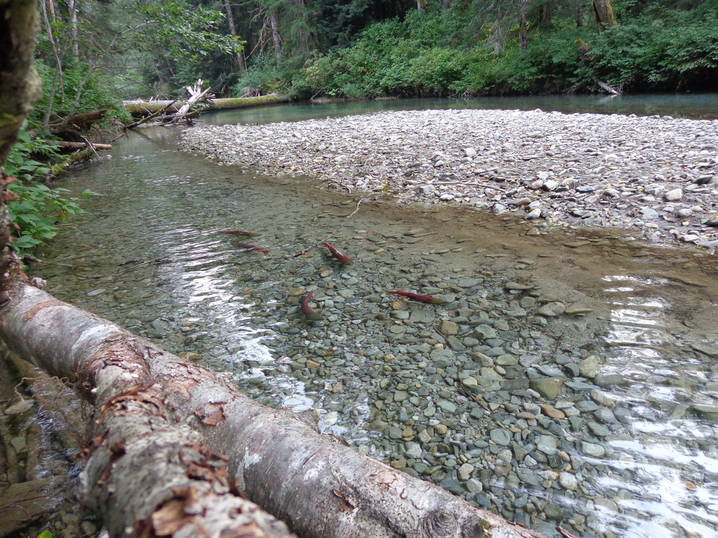 Where to catch salmon Where to go salmon fishing