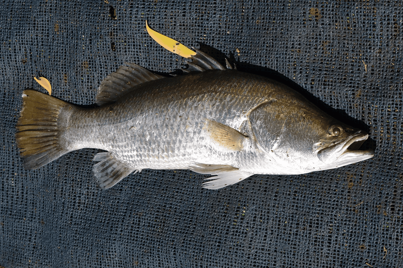 The Ultimate Guide to Barramundi Fishing: Tips, Techniques, and Best Locations