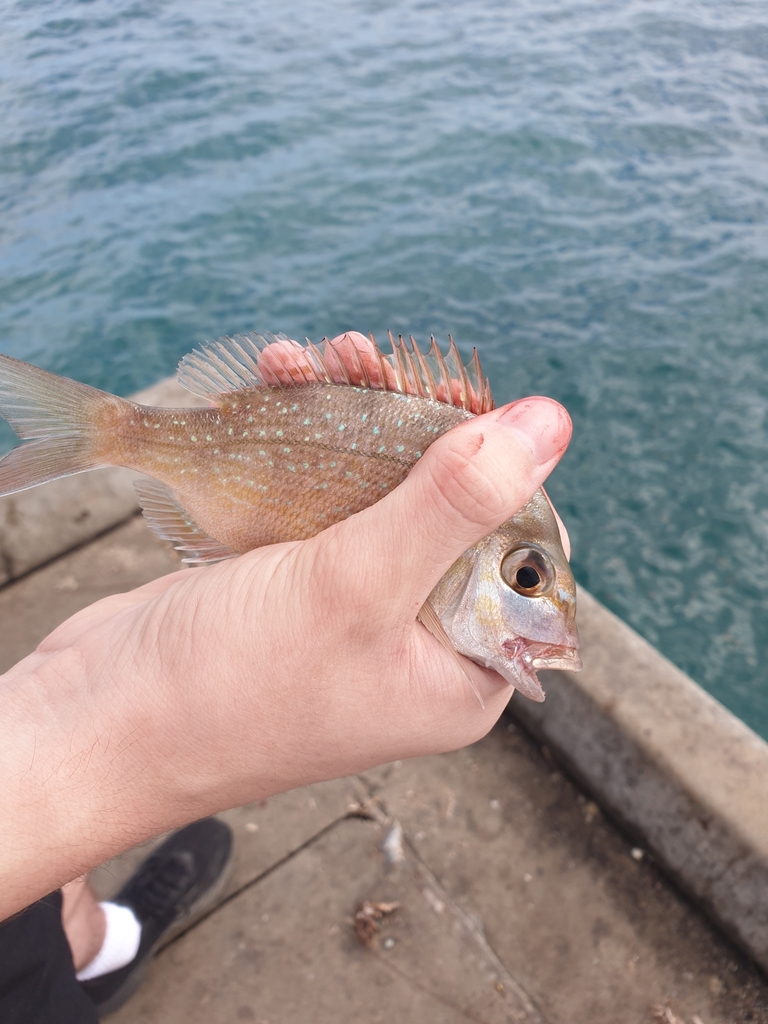 The Best Fishing Spots in Brisbane: A Comprehensive Guide