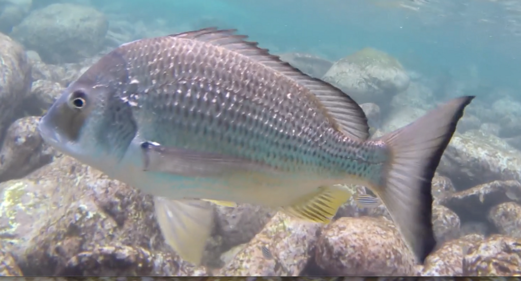 The Ultimate Guide to Brisbane River Fishing: Best Spots, Species & Tips