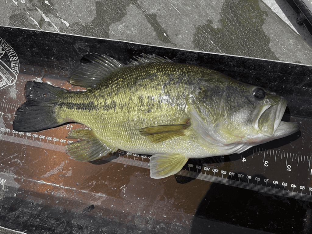 US Fishing License Age Requirement