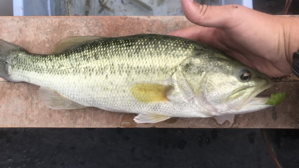 The Best Bass Fishing Spots in New Jersey