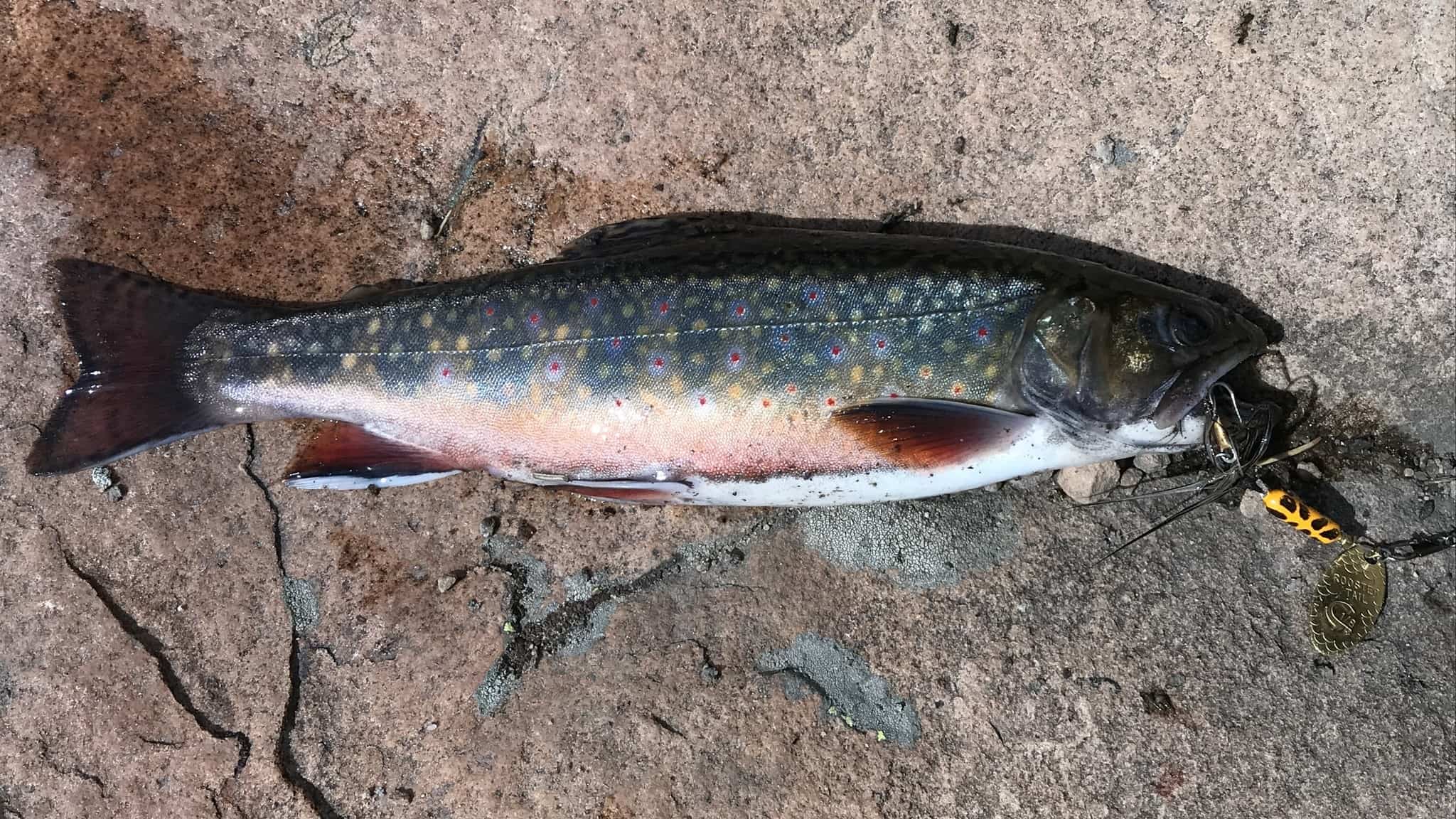 The Best Fishing Line for Trout: Complete Guide