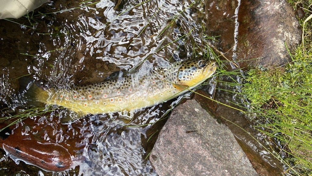 Best US States for Trout Fishing