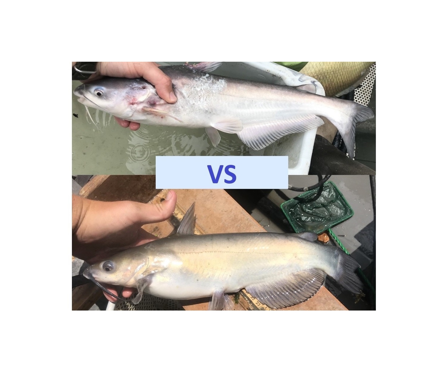 Blue Catfish vs Channel Catfish: Key Differences Every Angler Should Know