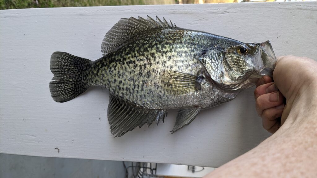 Crappie Fishing 101: The Ultimate Guide to Catching More Crappie