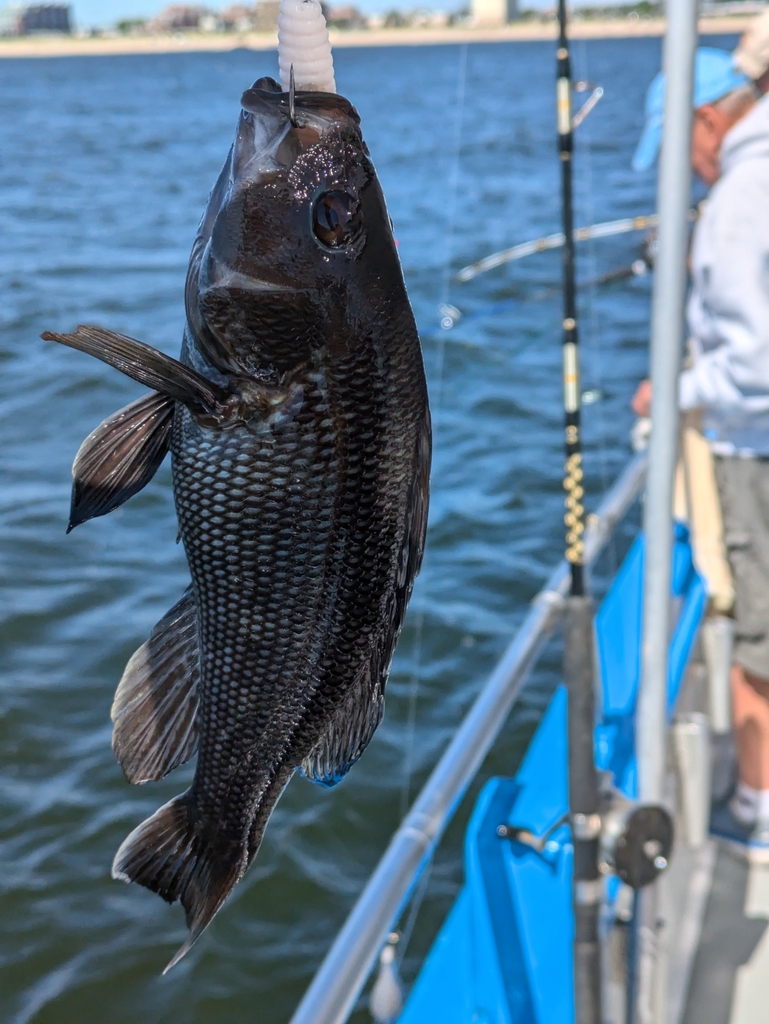 Black Sea Bass - Saltwater bass species