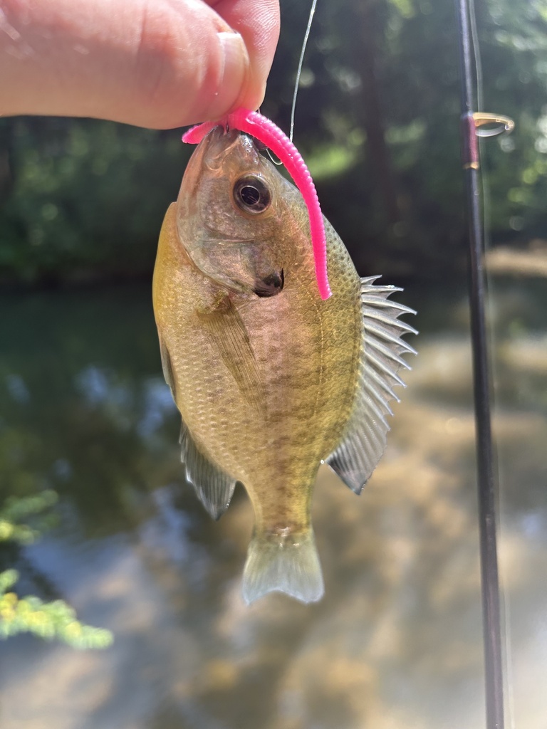 Ohio fishing species - Bluegill Bluegill - Fishing spots Columbus, Ohio