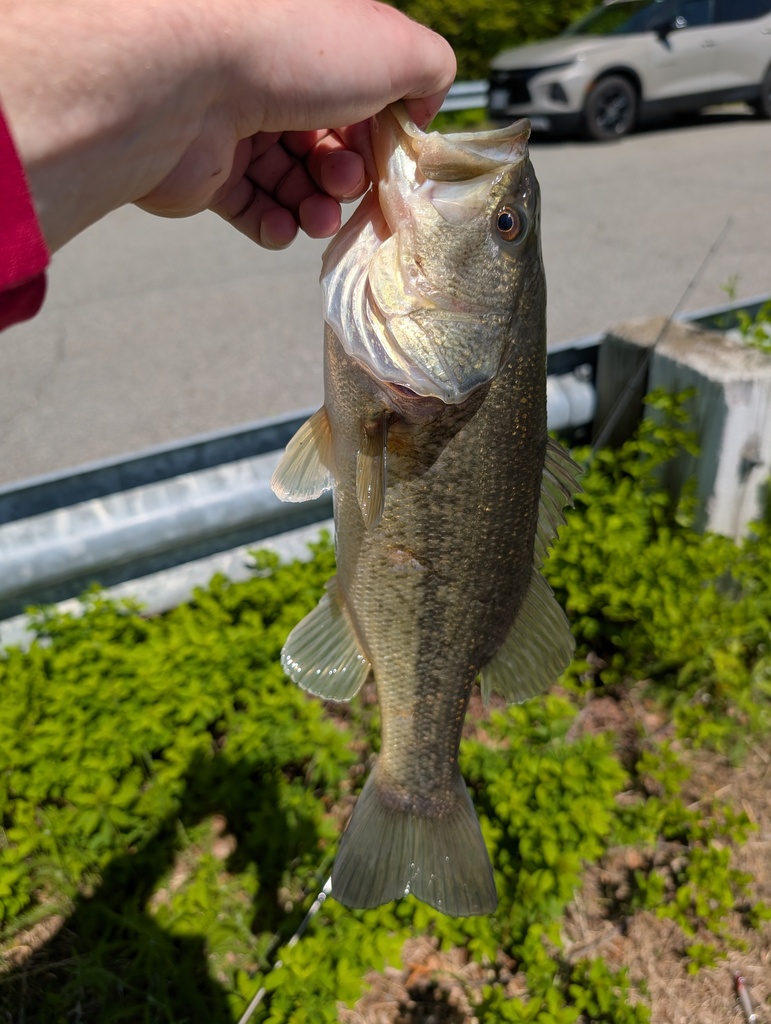 Fishing in Columbus, Ohio - Largemouth Bass Largemouth Bass - Lakes in Columbus, Ohio