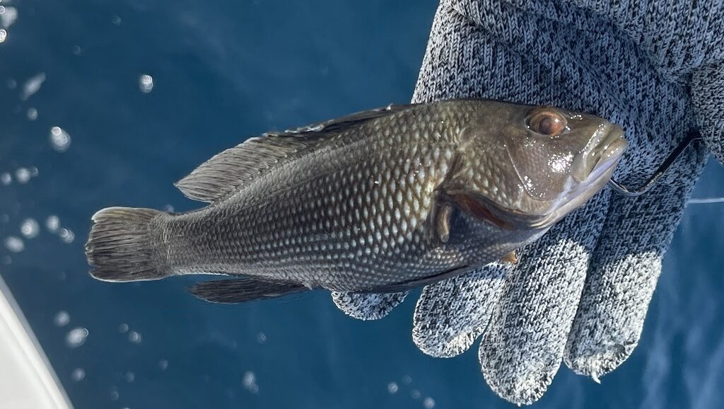 Saltwater Bass Fishing: Species, Techniques, and Top Spots