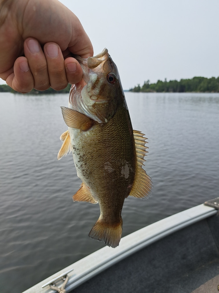 Smallmouth Bass - Fishing Columbus, Ohio Fishing in Northern Columbus - Smallmouth Bass