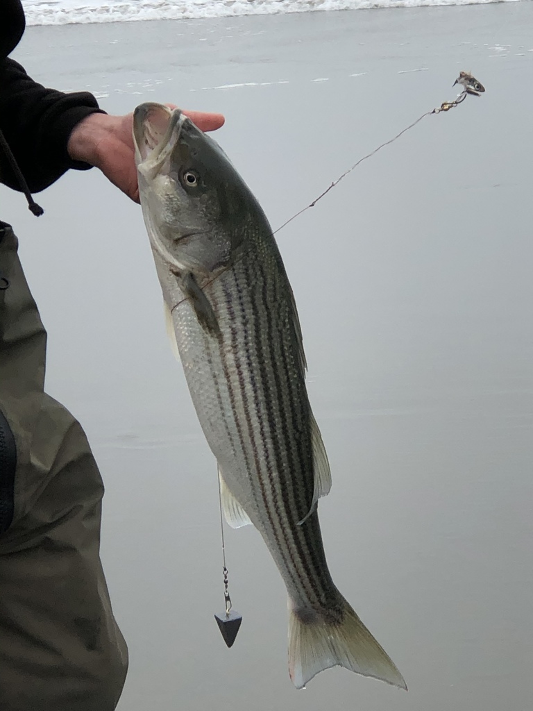 Saltwater bass - Striped Bass