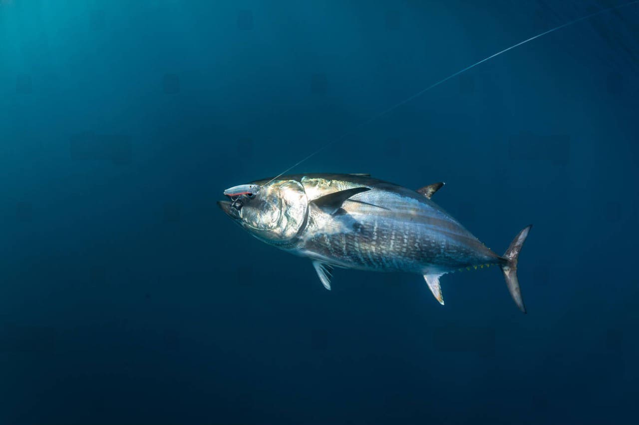 Where to catch bluefin tuna