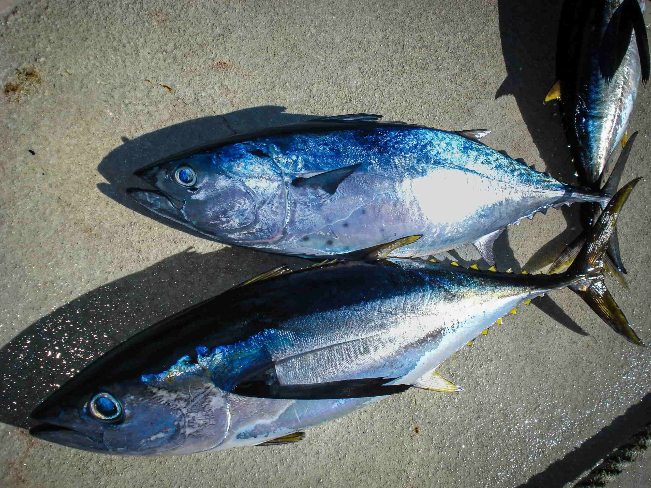 Bluefin Tuna Fishing: Spots, Seasons, and Pro Tips