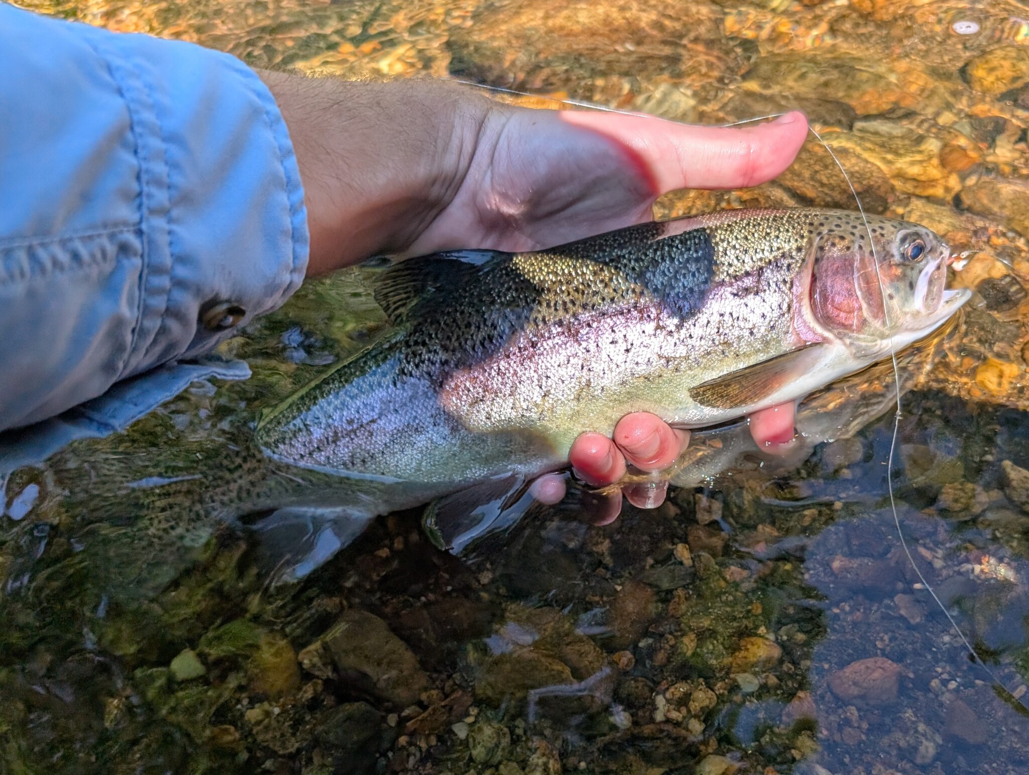 rainbow trout