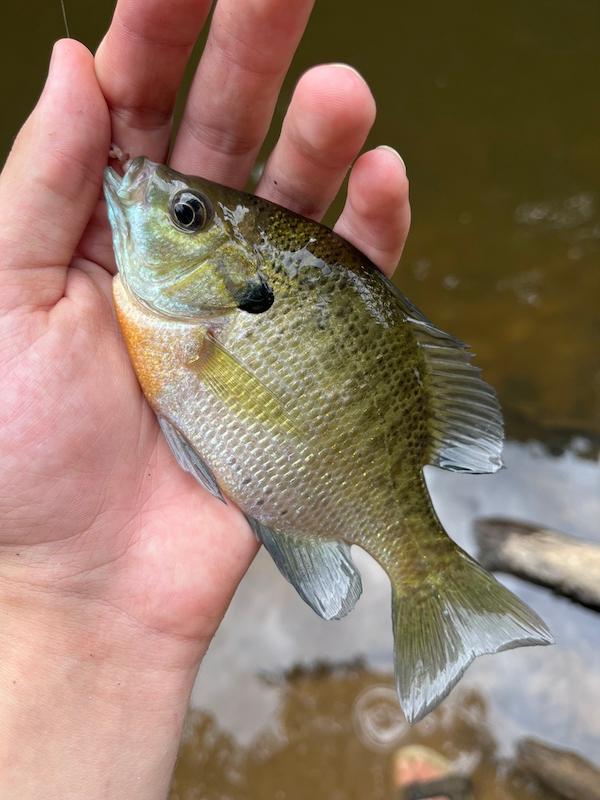 bluegill